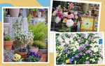 Từ ban công 16m2 ngập hoa đến khu vườn rực rỡ rộng 200m2 ai ngắm cũng mê