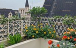 Khu vườn ban công trên tầng 33 rộng 15m², sở hữu tầm nhìn tuyệt đẹp
