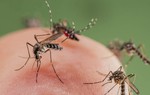 Sốt rét Châu Phi đã “du nhập” vào Việt Nam nguy hiểm như thế nào?