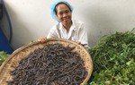 Dù đi ngược dòng nhưng vẫn kiên trì "đeo bám" để lan tỏa giá trị xanh