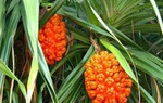 Tác dụng của dứa rừng đối với sức khỏe