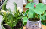 3 loại hoa ưa nước, chỉ cần bạn tưới nhiều, lá sẽ xanh mướt, hoa nở đầy