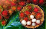 5 nhóm người không nên ăn loại quả có thể hỗ trợ phòng ngừa ung thư 