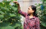 Nữ Bí thư chi bộ khởi nghiệp trồng dưa lưới ở ấp Vườn Rau