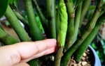 Cây kim tiền thích "3 loại phân" này, vùi một ít vào chậu sẽ đâm chồi mới, ra hoa