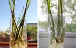6 cách đuổi muỗi hiệu quả khi bạn nằm trong phòng điều hòa