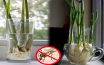 Học ngay cách trồng sả này để vài tuần là có chậu cây đuổi muỗi hiệu quả