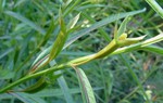 Điểm danh những công dụng hỗ trợ điều trị bệnh của cây rau mương