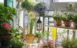 Khu vườn ban công chỉ vỏn vẹn vài mét vuông mà đếm hoa mỏi tay 