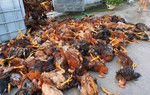 Hải Dương: Sét đánh chết 6 nghìn con gà trong trang trại gia đình