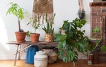 Làm dịu cái nóng hè cho ngôi nhà với những chậu cây cảnh xanh mát 