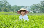 Giữ bản sắc dân tộc từ cây trà Thái Nguyên
