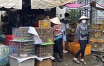 Phóng sinh ngày Lễ Vu Lan: Chợ "chim trời" trúng đậm, tăng giá gấp đôi