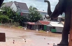 Vụ 42 người tháo chạy khỏi sòng bạc Campuchia: Tìm thấy thi thể thiếu niên 16 tuổi 