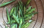 Con vật đầy ngoài đồng không ai thèm bắt lại là đặc sản Yên Bái, rang lên thơm lừng 