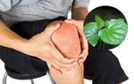 Sử dụng lá lốt chữa đau khớp gối có tốt không?