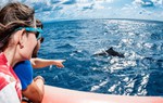 Tràn lan tour ngắm cá voi tự phát ở biển Đề Gi