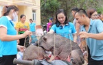 Thanh Hóa: Thành lập Tổ hợp tác nuôi lợn nái đen do phụ nữ làm chủ 