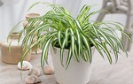 6 loài cây đem lại may mắn cho gia chủ
