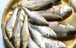 Loại cá suối giờ thành đặc sản, giá 300.000 đồng/kg