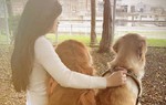 Chó Golden đột nhiên giật xích chạy theo người lạ, chủ đuổi theo thấy cảnh tượng xúc động