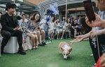 Chú chó đưa nhẫn cưới trong hôn lễ 