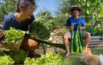 Xuất ngoại trồng rau củ thuần Việt