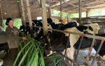 Từ giảm nghèo thông tin đến giảm nghèo bền vững: Ấm no nhờ chăn nuôi bò sữa