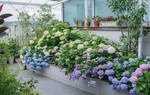 Chỉ mất 8 tháng, cô gái 9x tự mình thiết kế “khu vườn trên cao” rộng 33m² ngập tràn sắc hoa