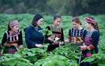 Nhiều hoạt động nâng cao năng lực, kỹ năng về giới cho cán bộ vùng dân tộc thiểu số & miền núi