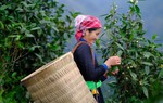 Đổi thay ở bản nghèo nơi cao nguyên trắng Bắc Hà