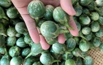 Loại quả xưa rụng đầy đường không ai nhặt, nay thành đặc sản nổi tiếng ở Tây Nguyên 