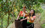 Từ giảm nghèo thông tin đến giảm nghèo bền vững: Niềm vui từ những mùa trái ngọt