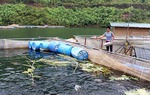 Khởi sắc ở Mường Trai 