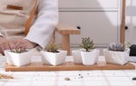 Những chậu cây cảnh mini siêu đẹp để ngôi nhà thêm xanh tươi