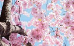 Truyền thuyết ngàn năm ẩn sau vẻ tinh khôi của hoa anh đào Nhật Bản