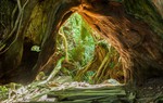 Hòn đảo mưa quanh năm suốt tháng, cây cổ thụ nghìn năm tuổi mọc san sát như thế giới thần tiên