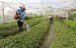 Phê duyệt Đề án “Hỗ trợ hợp tác xã do phụ nữ tham gia quản lý và tạo việc làm cho lao động nữ đến năm 2030”