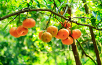 Quýt hồng Lai Vung làm món gì ngon nhất?