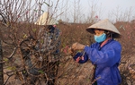 Người dân làng hoa đào Nhật Tân mong chờ những cơn mưa