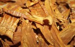 Ăn măng khô ngày Tết như thế nào để an toàn cho sức khỏe?