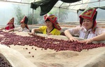 Chung tay xây dựng thương hiệu sản phẩm miền núi, vùng sâu, vùng xa