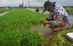 Nông dân Đà Nẵng nghẹn ngào vớt rau non sau lũ: "Bỏ tiền triệu, giờ mót lại từng đồng"