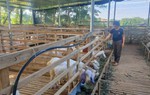 Phụ nữ Ba Vì làm giàu từ cây chè và giống dê Brazil