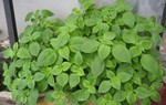 Loại rau vừa là gia vị, vừa là "thuốc quý" cho sức khỏe