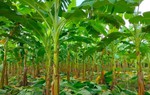 Trồng chuối lấy lá - giải pháp làm sạch môi trường nông thôn mới