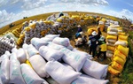 Doanh nghiệp và Chủ tịch Hội đồng quản trị Gạo Trung An (TAR) bị phạt hơn nửa tỷ đồng