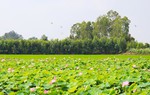 Đồng Tháp cần chuyển đổi tư duy từ sản xuất nông nghiệp sang tư duy kinh tế nông nghiệp