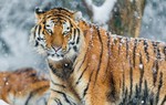 Lý do vào mùa đông hổ Siberia thường xuyên xuống núi tìm kiếm thức ăn