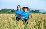 Xây dựng mô hình phụ nữ khởi nghiệp từ giống lúa nếp khoái đen
